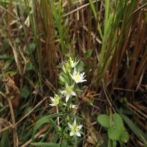 イヌセンブリの花