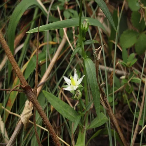 イヌセンブリの花