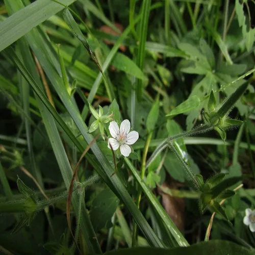 ゲンノショウコの花