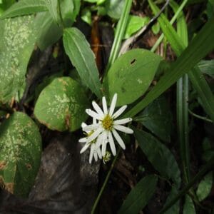 シロヨメナの花