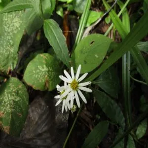 シロヨメナの花
