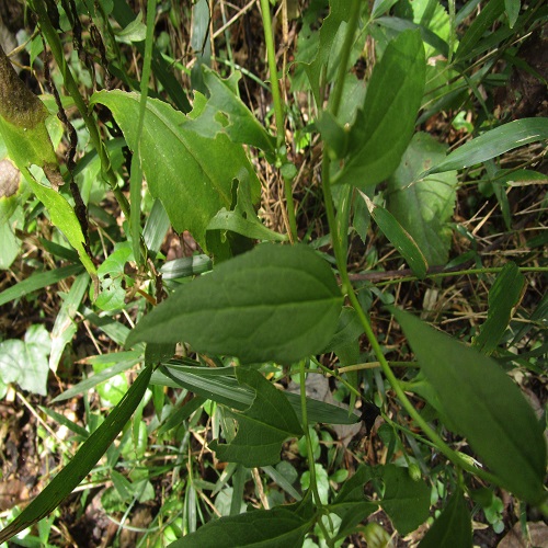 シロヨメナの葉