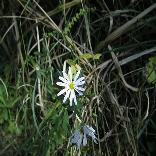 ユウガギクの花