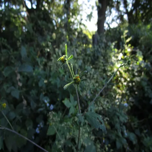 コメナモミの花