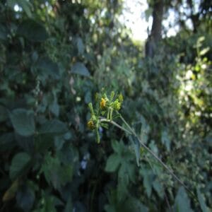 コメナモミの花