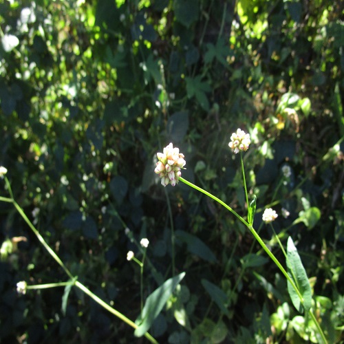 アキノウナギツカミの花