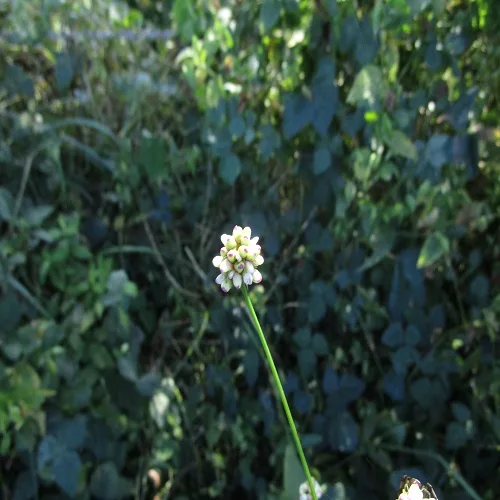 アキノウナギツカミの花