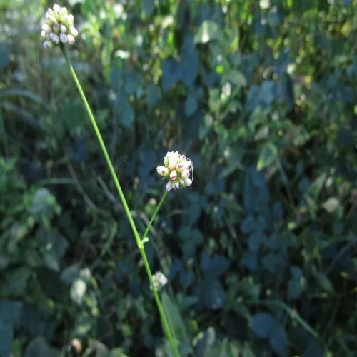 アキノウナギツカミの花