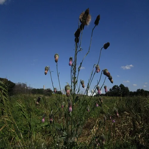 タカアザミの全体像