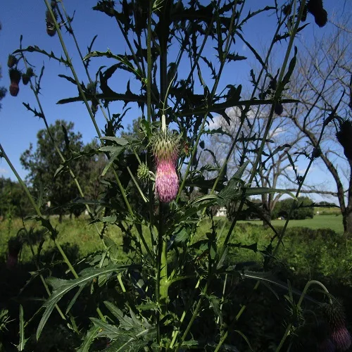 タカアザミの花