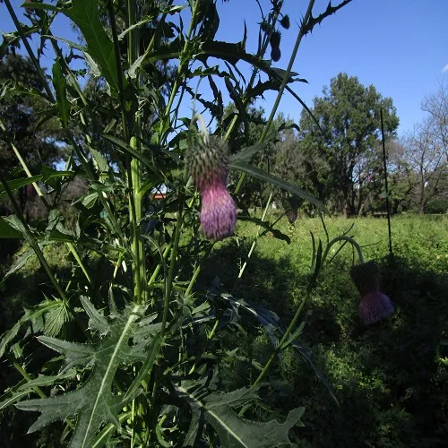 タカアザミの花