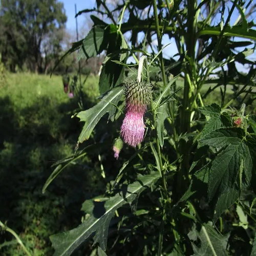 タカアザミの花