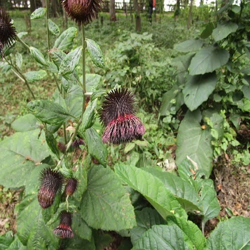 オヤマボクチの花