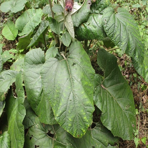 オヤマボクチの葉