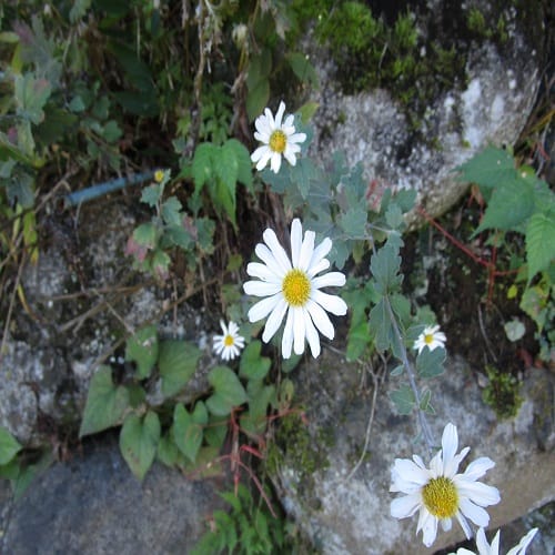 リュウノウギクの花