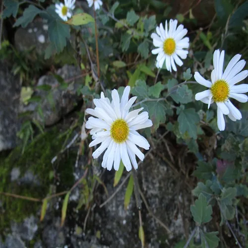 リュウノウギクの花