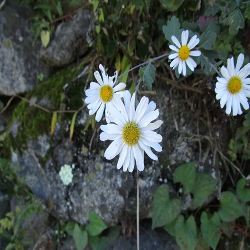 リュウノウギクの花