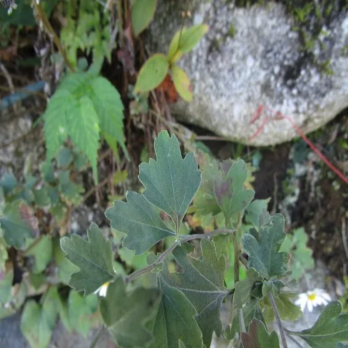 リュウノウギクの葉