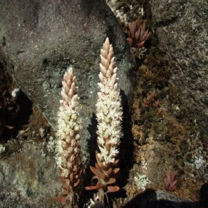 ツメレンゲの花