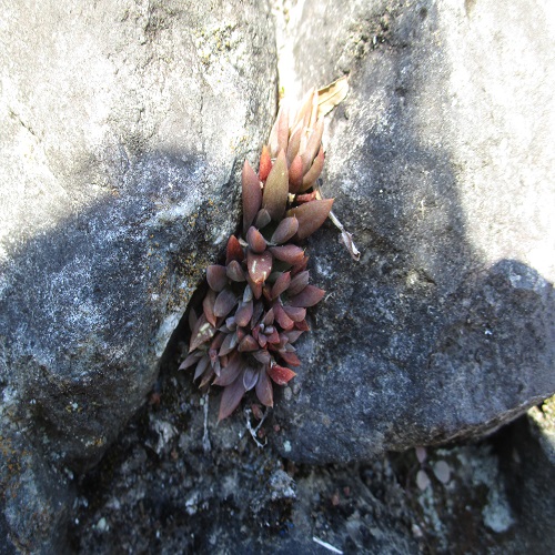 ツメレンゲの根茎