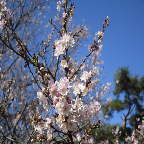 ジュウガツザクラの花