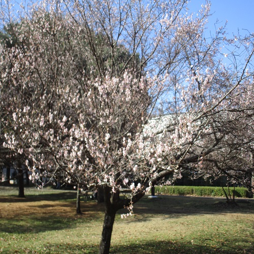 ジュウガツザクラの木の全体像