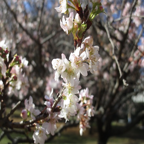 ジュウガツザクラの花