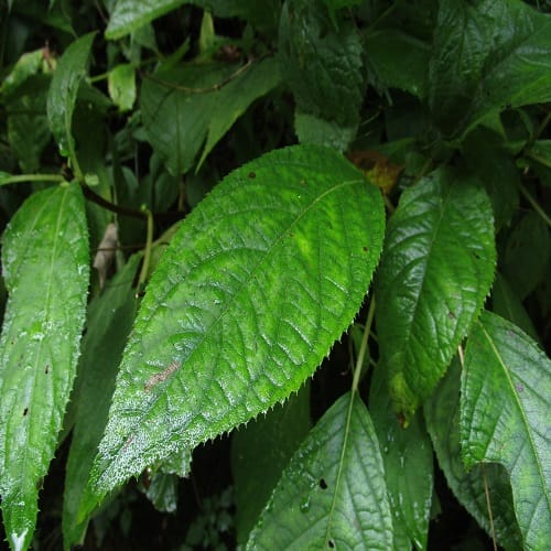 セキヤノアキチョウジの葉