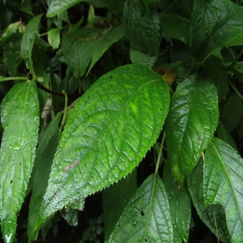 セキヤノアキチョウジの葉