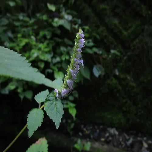 ナギナタコウジュの花