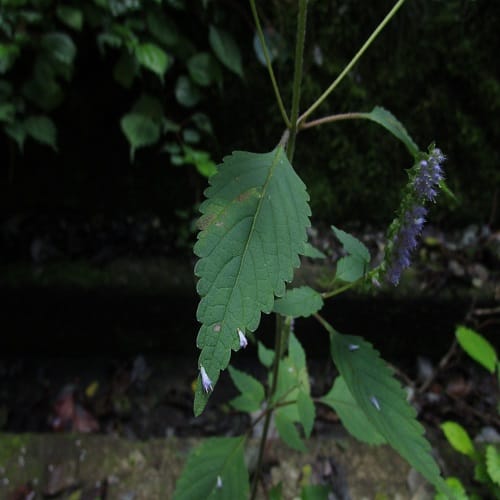 ナギナタコウジュの葉