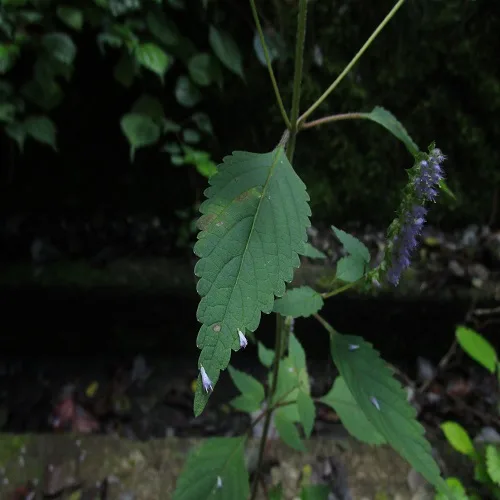 ナギナタコウジュの葉