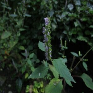 ナギナタコウジュの花