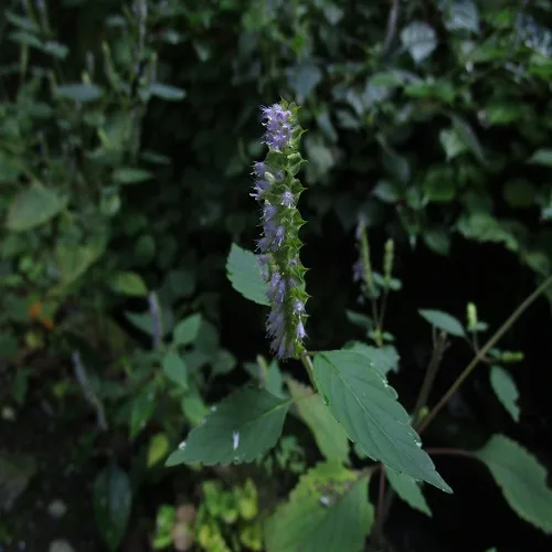 ナギナタコウジュの花
