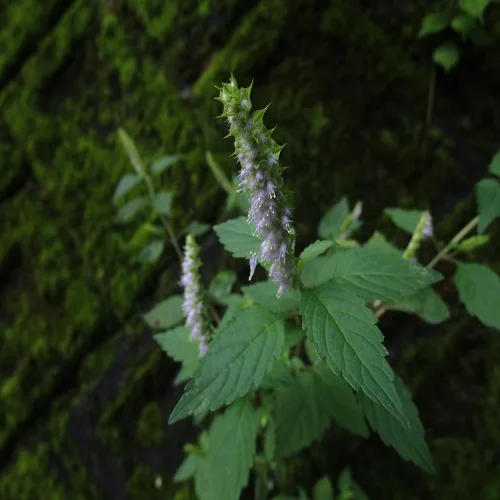 ナギナタコウジュの花