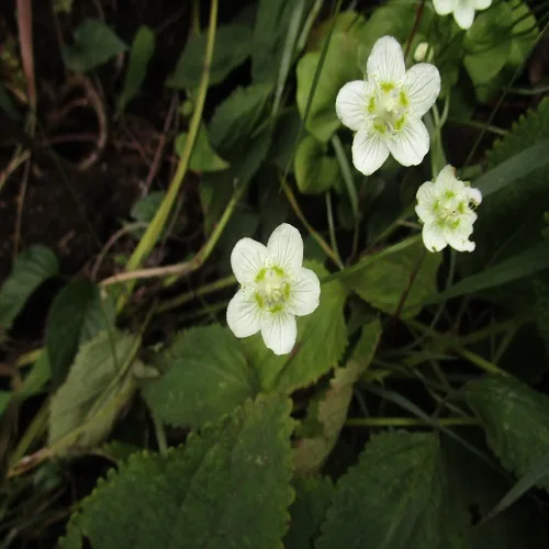 ウメバチソウの花