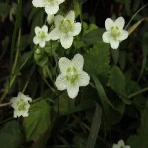 ウメバチソウの花