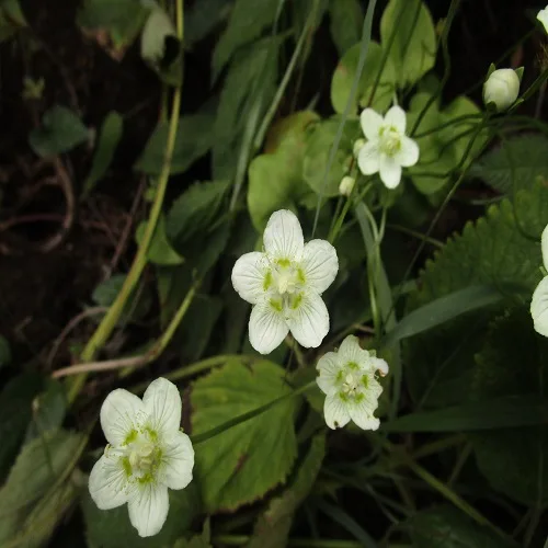 ウメバチソウの花