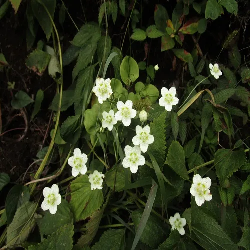 ウメバチソウの花の群落