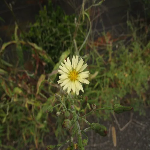 アキノノゲシの花