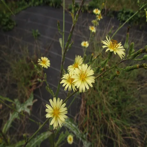 アキノノゲシの花