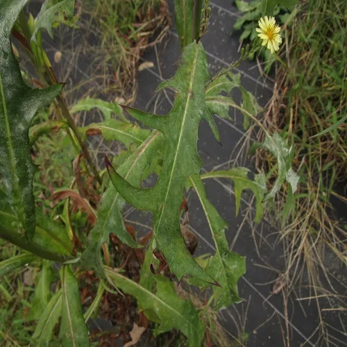 アキノノゲシの葉