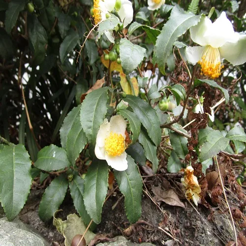 チャノキの花