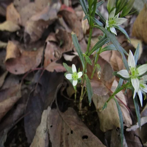 センブリ ｜ 多摩発信の山野草ブログ