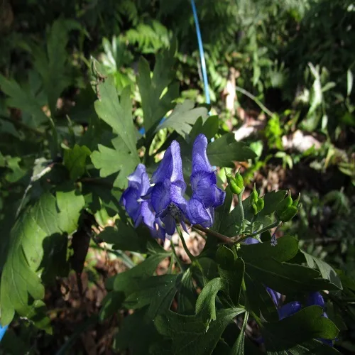 ツクバトリカブトの花