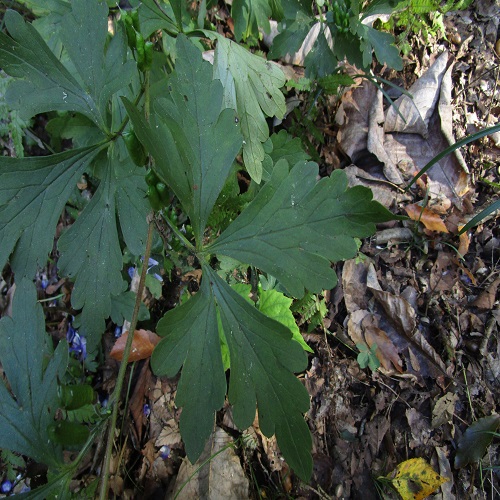 ツクバトリカブトの葉