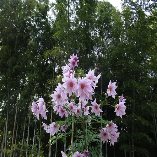 コウテイダリアの花