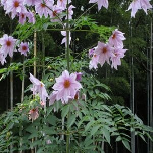 コウテイダリアの花