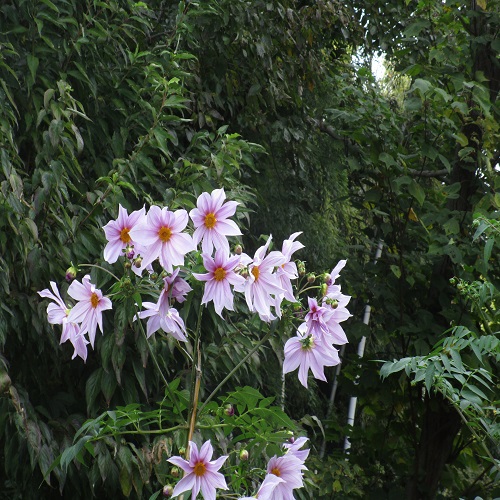 コウテイダリアの花