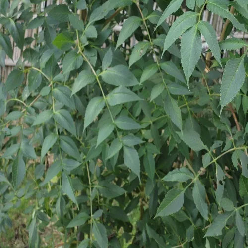 コウテイダリアの葉